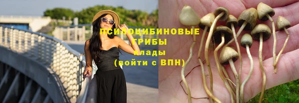 индика Зерноград